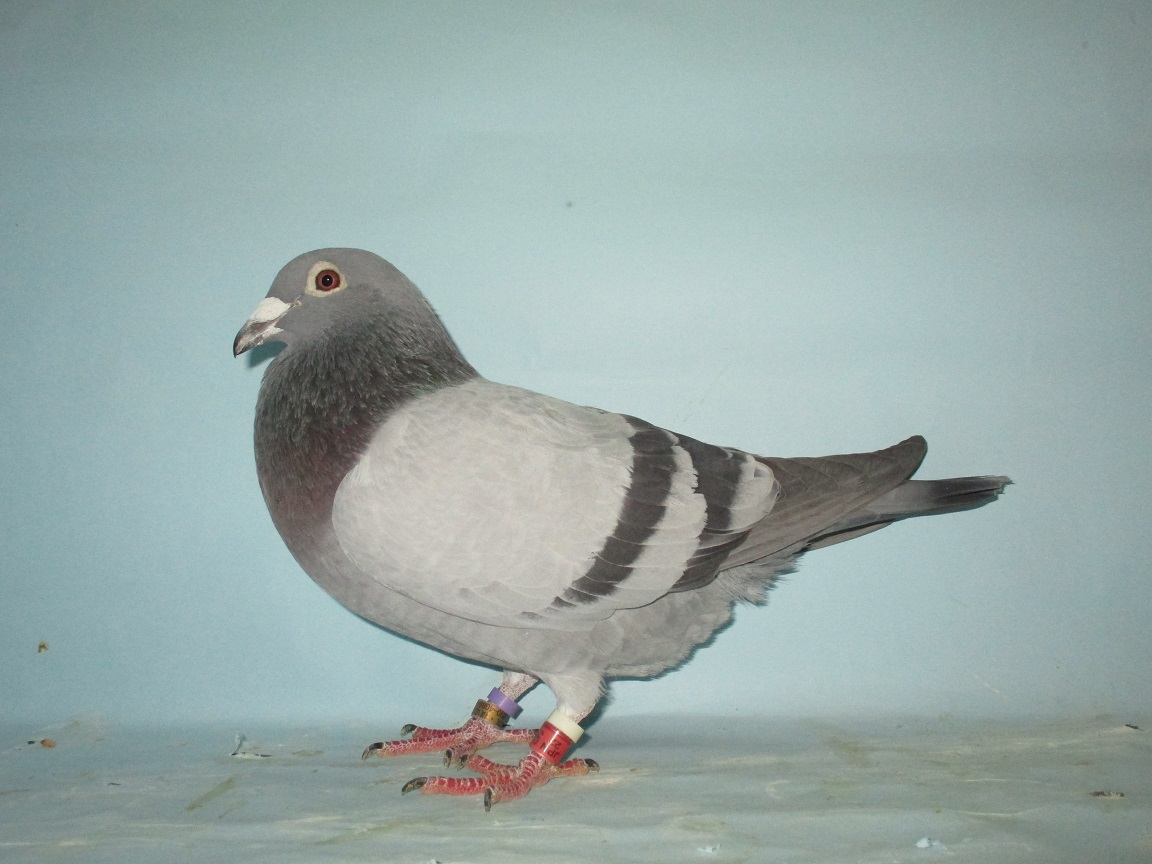 Pigeon Auction - ”JORIS”アルジェントン総合優勝2回＋銘鳩
