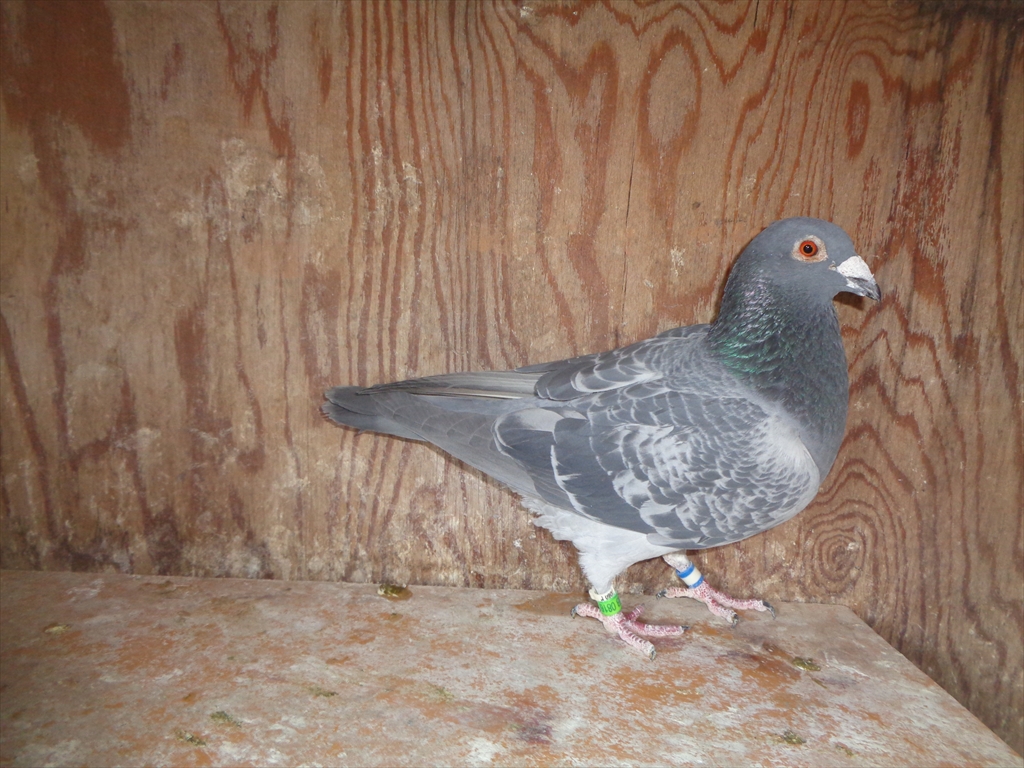 Pigeon Auction - 鳩生体