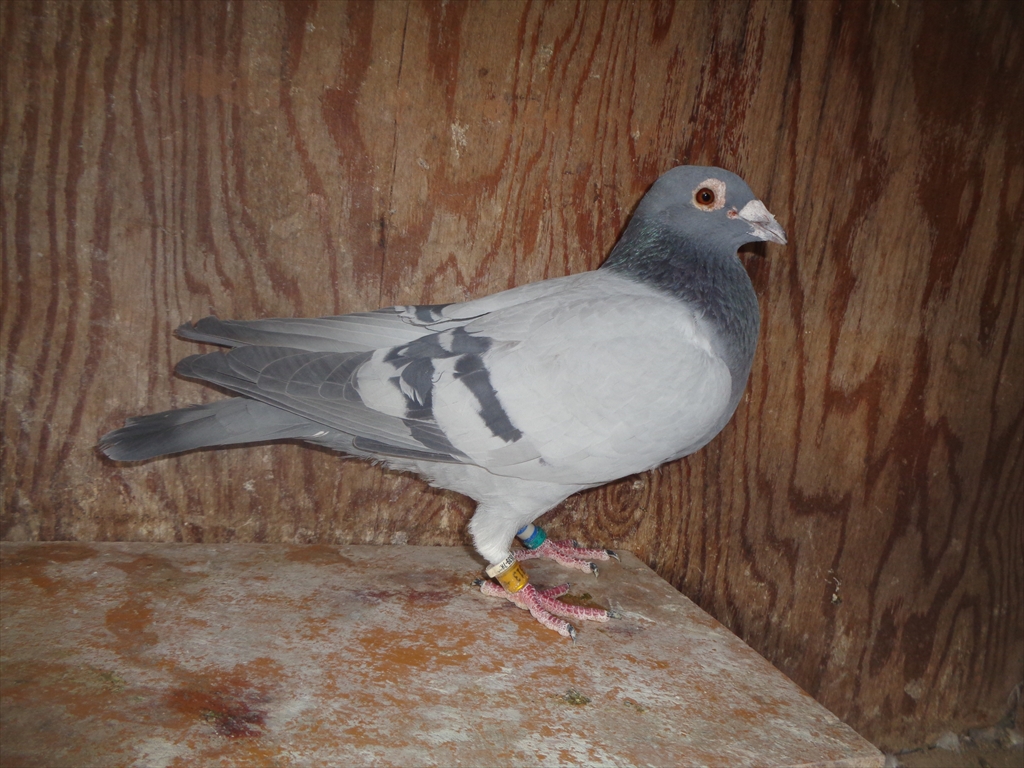 Pigeon Auction - 鳩生体