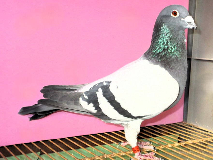 Pigeon Auction - 鳩生体