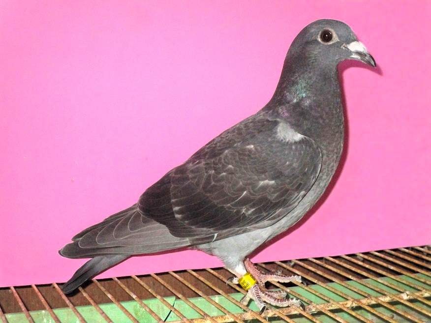 Pigeon Auction - 鳩生体