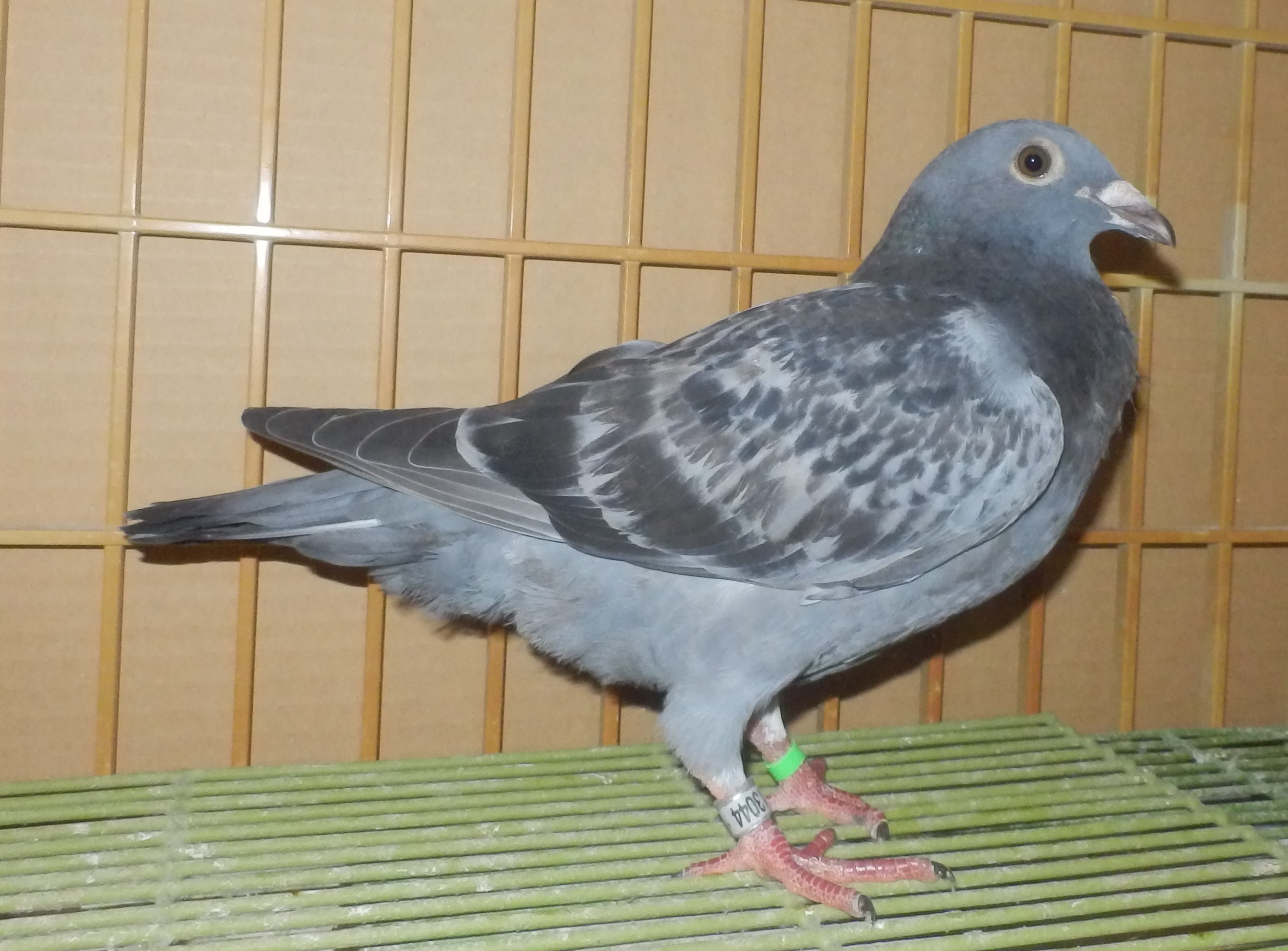 Pigeon Auction - 両親・松浦鳩舎作GN総合優勝直仔×25年GN3日目