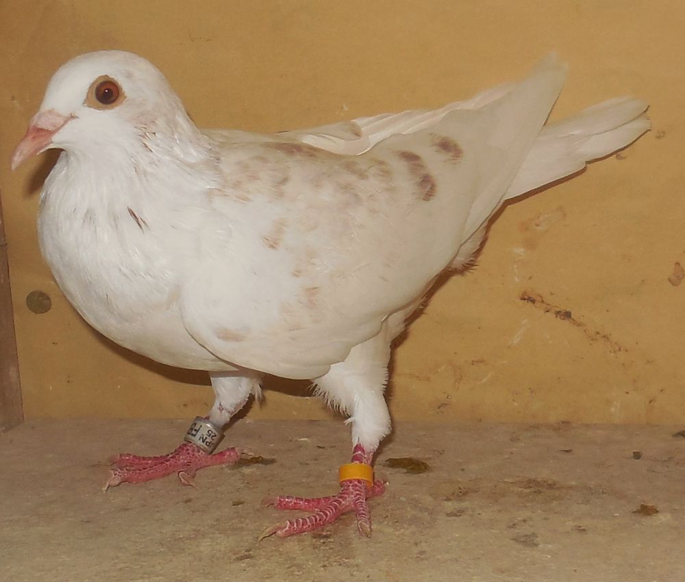 ���n�W�m�E�N���P�n�������n�i�e�q�z���j�@�@���X�@�@�Ⴞ��܃��t�g