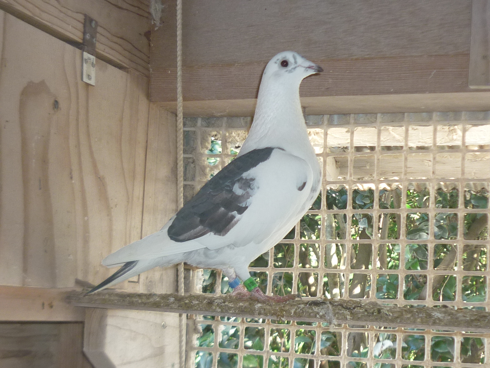 09-05 �f���o�[�E�����Z��