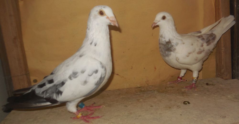 �픵�o�i�E���X�E�g�[�l�n�������n�@�I�X�@���X�y�A�[�@�Ⴞ��܃��t�g