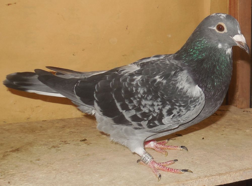 ���e��˔��ɍ쒷�����nGN�D�����E�i���{�̍ŗD�G���ɔ�c�P�����ɍ�j�Ⴞ��܃��t�g