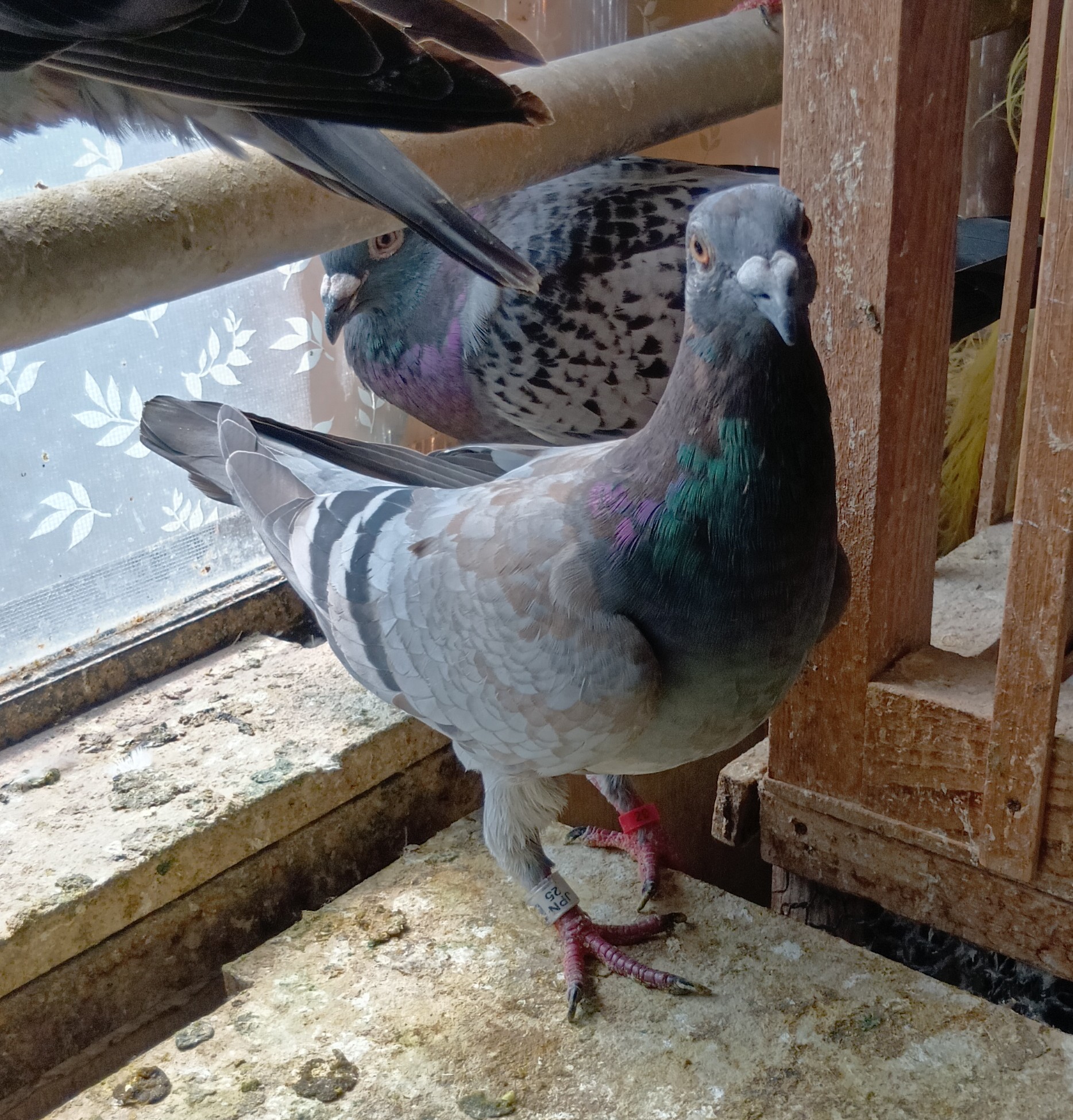 (����400�̑���BAK17�̋؁j���i�f�E���u���k���e�������{CH�����S�ʒ��e�j