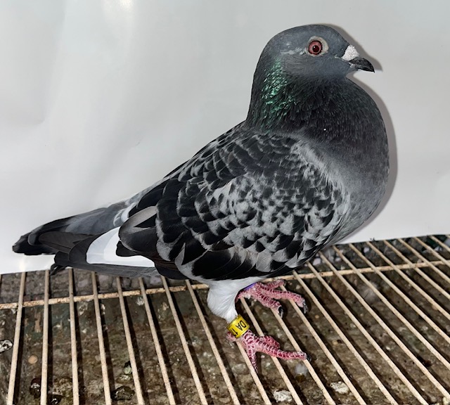 Pigeon Auction - 怪物的銘鳩「パーフェクト破天荒」孫（四国破天荒系）