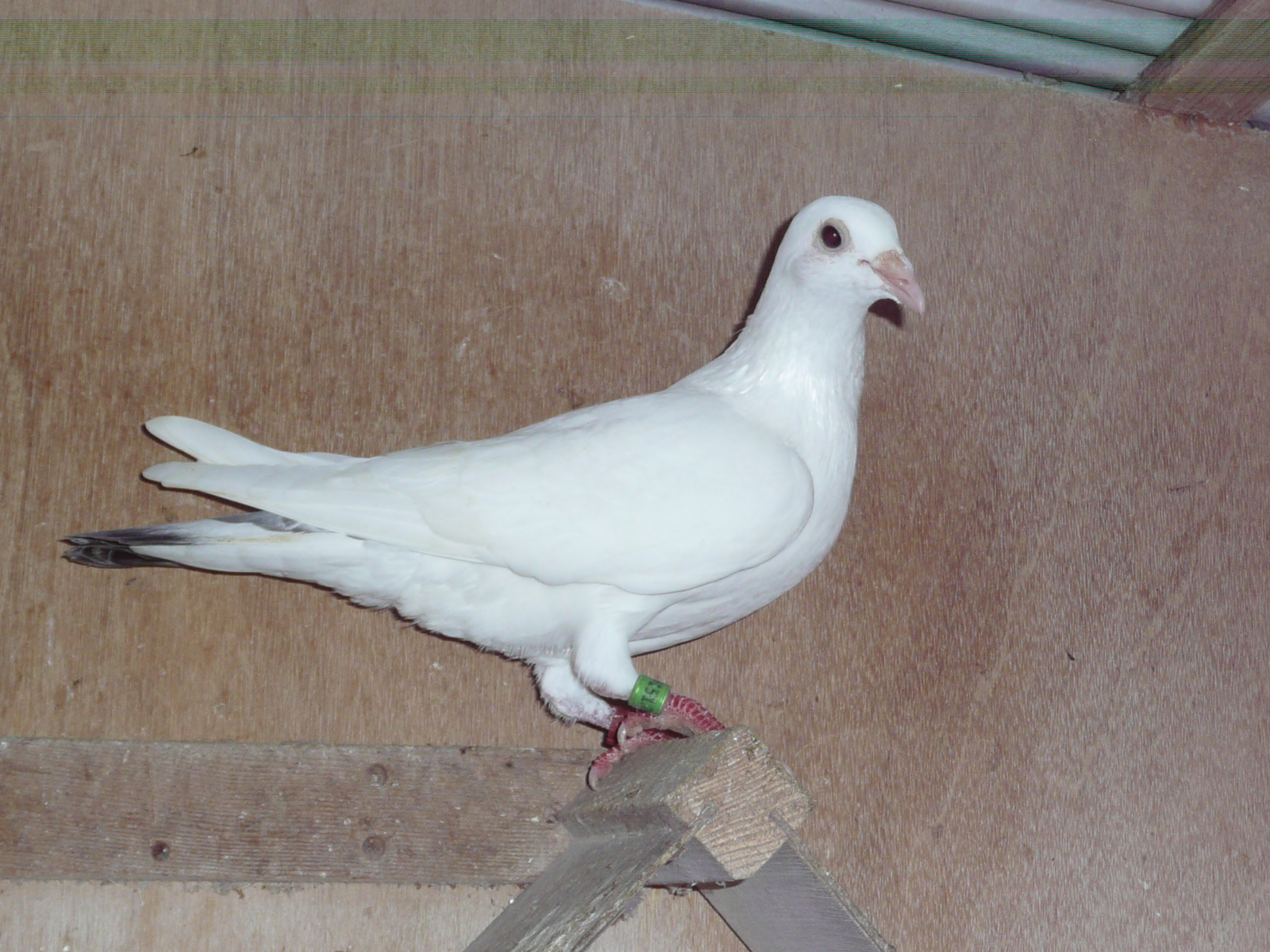 11-03 ���R�y�p�[�}���ߐe