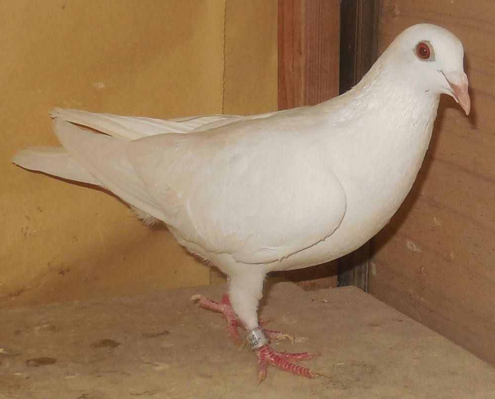 �p�s�����~�i�p�s�����~�G�W���o���z���C�j�e�q�z�����������n�@���X�@�@�@�Ⴞ��܃��t�g