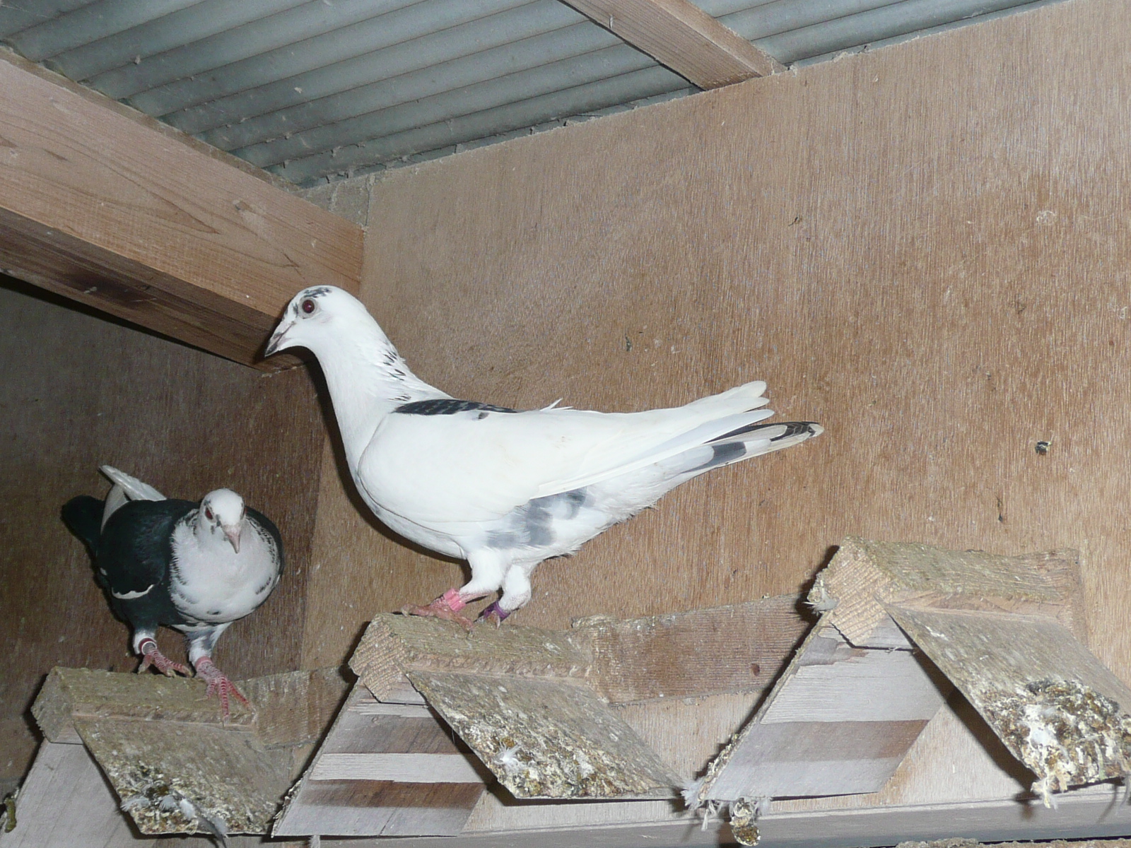 01-04 �����A�[���f���ߐe