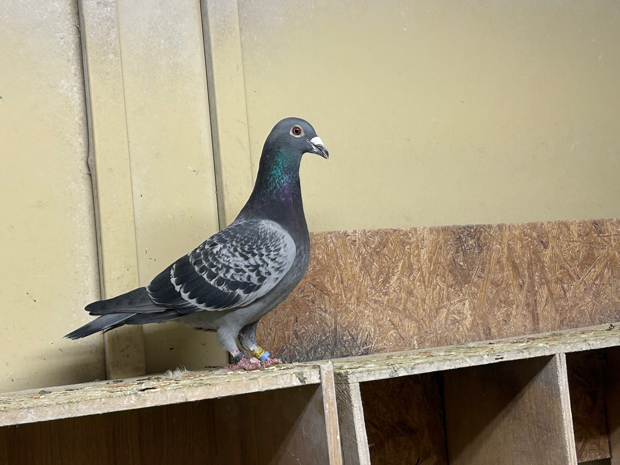 24-DA01854BC�Y�@3�N�A���S���{�D�G���Ɏ�v��́A���������Z���ߐe�픵