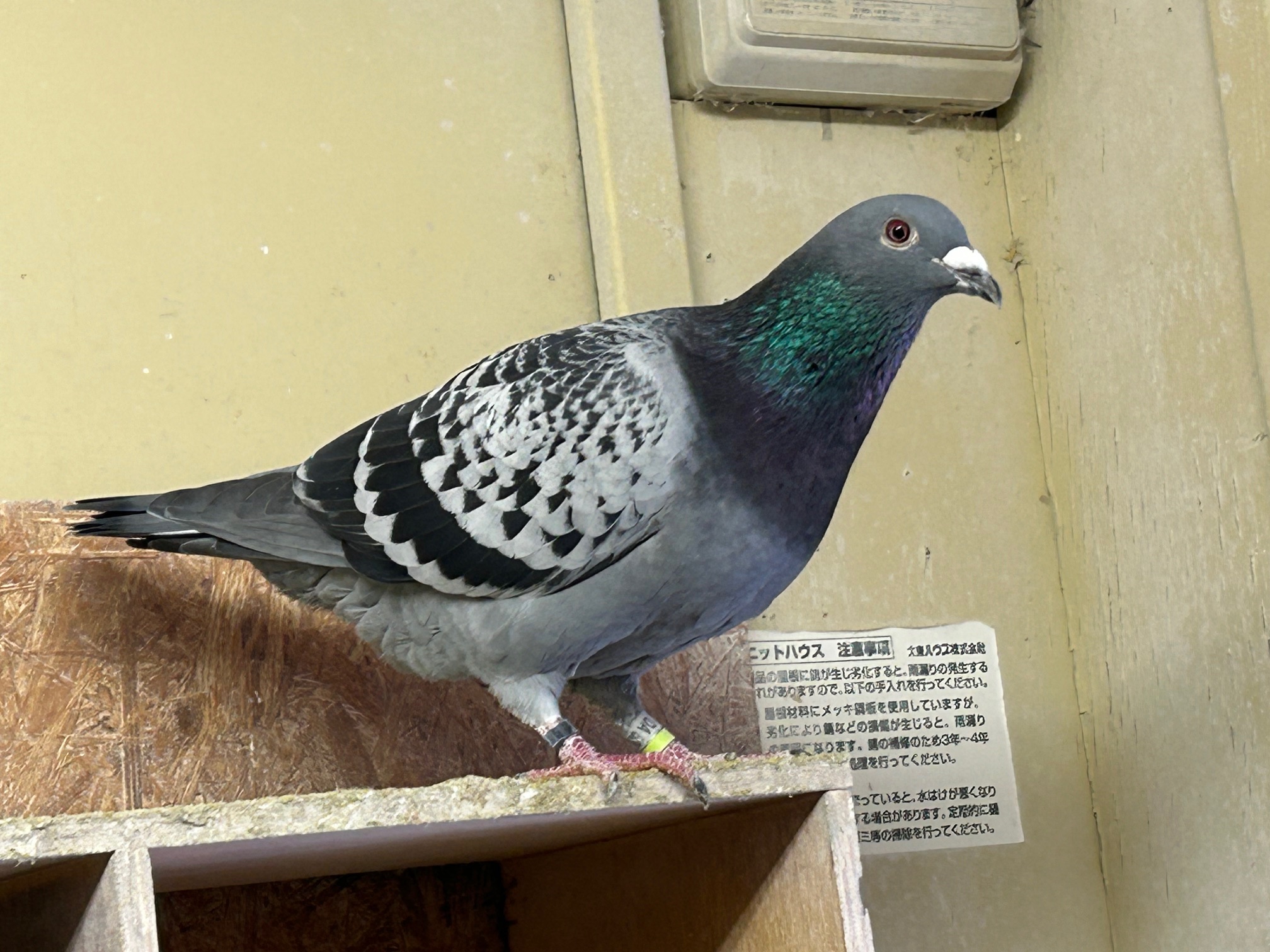 25-DA02865BC�Y�@3�N�A���S���{�D�G���Ɏ�v��́A�������Z���ō��z��