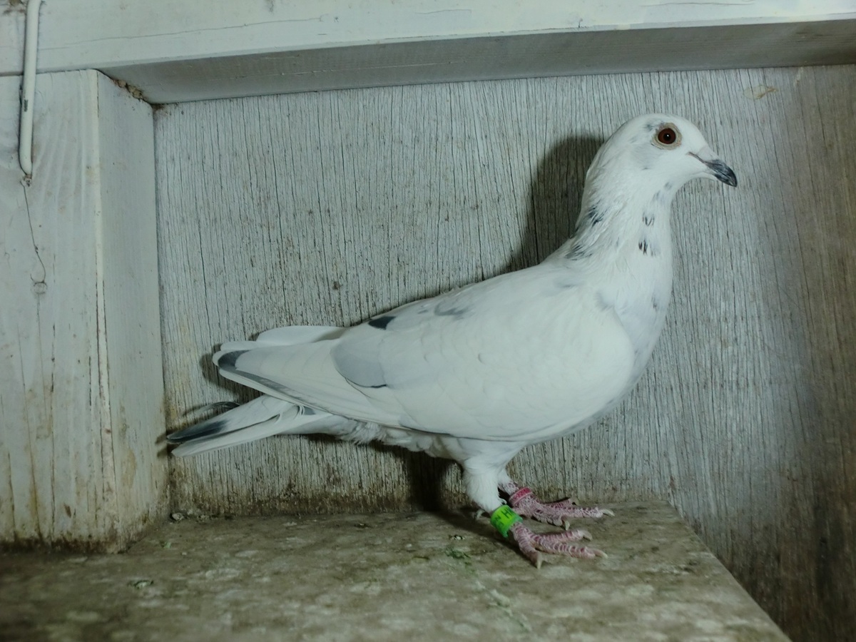 ����͂ɁI�@�V�I���n�~�p�g���b�N�n�����@23HK-00215�@WG�@���@�@�@�@