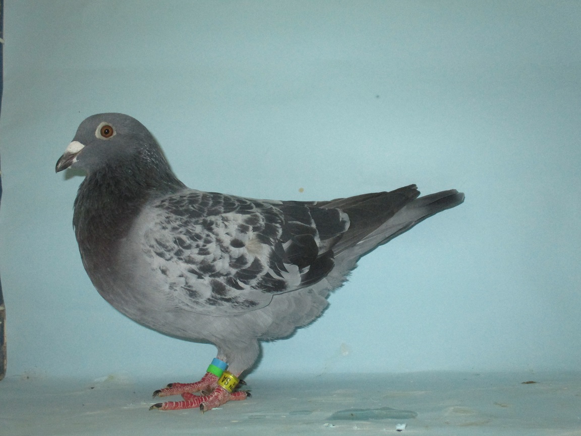 �W�m�[�E�N���P�̃S�[���f���L���O�ٕ̈��Z��~�T�O�O�j�q�������Q�ʒ��e