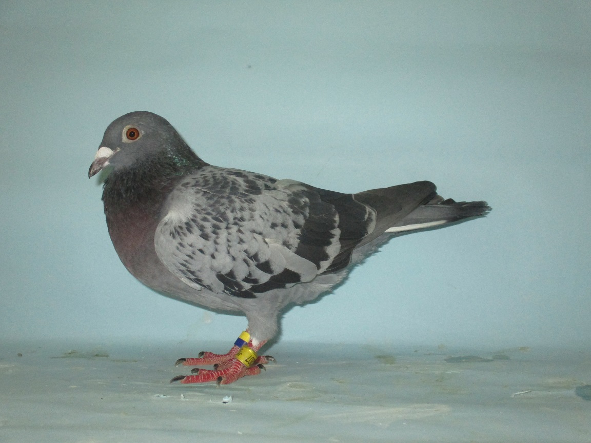 �b�g�g���[�h�E���t�g��R�[���f�E�n�C�f�A�X�}�[���O�h�̑��~�e�D�Y�E�F���c��A�W�����m�����U�ʌZ��