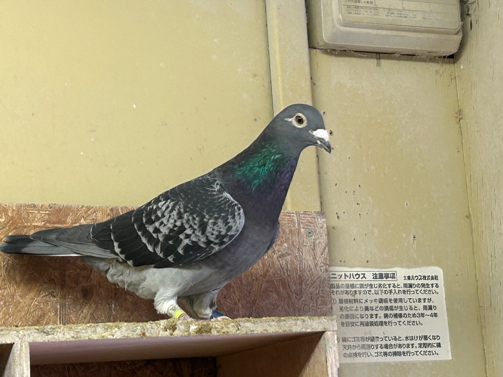 20-HL05487BCW���@3�N�A���S���{�D�G���Ɏ�v��́A�q�f�����V�ʁA�V�O�O�j�f�o�U��