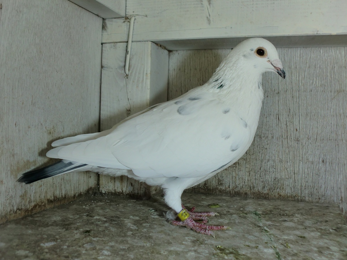 ����͂ɁI�@700K�L�^���e�~�Z��400K21�ʂ̒��e�@24HK-05583�@WG�@���@�@�@�@