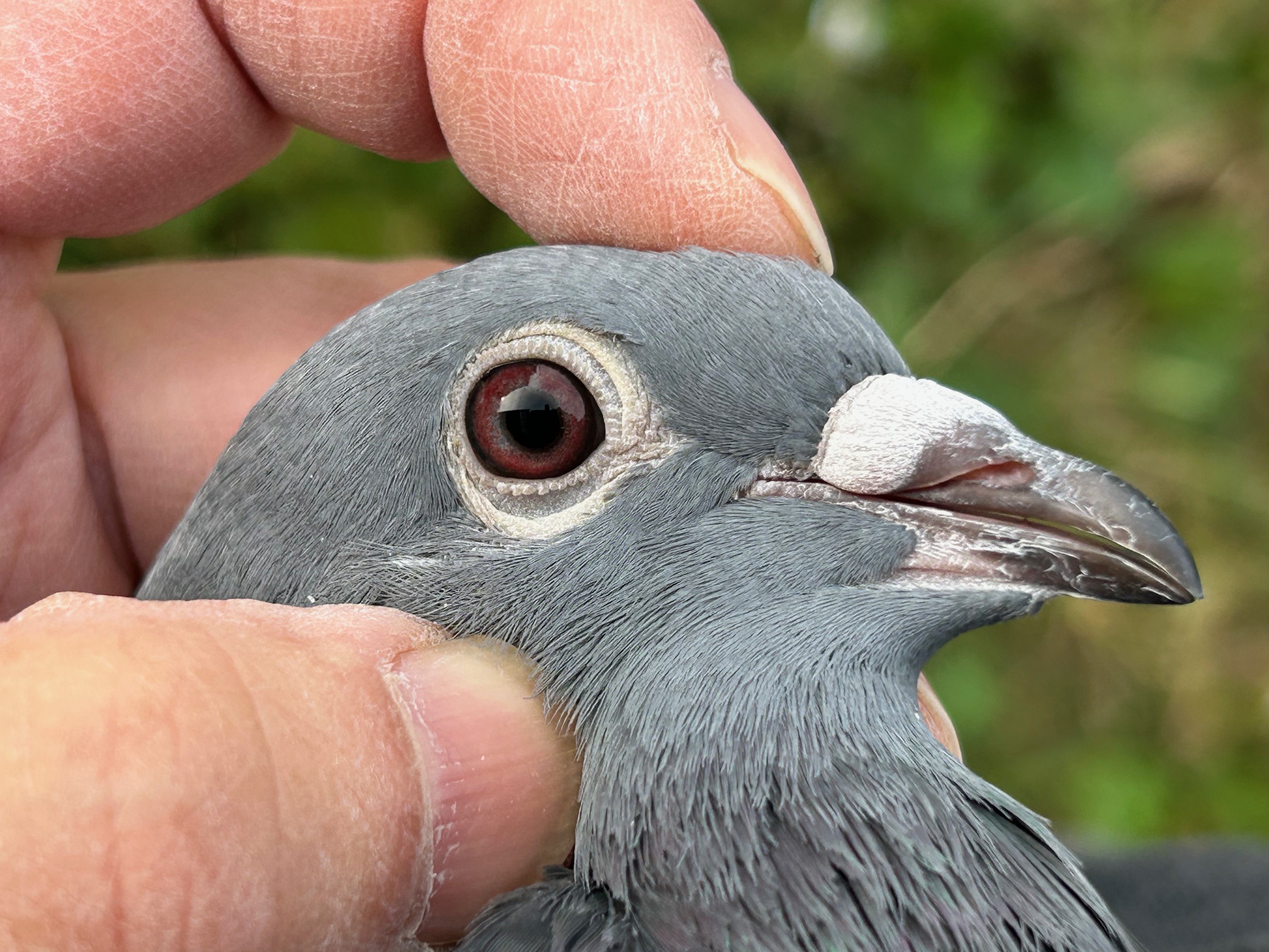 鳩 Pigeon Auction - 鳩生体