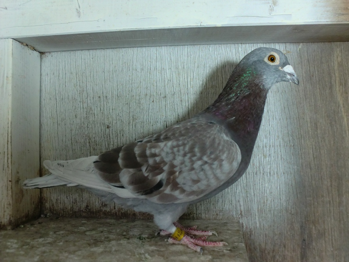 Pigeon Auction - 鳩生体