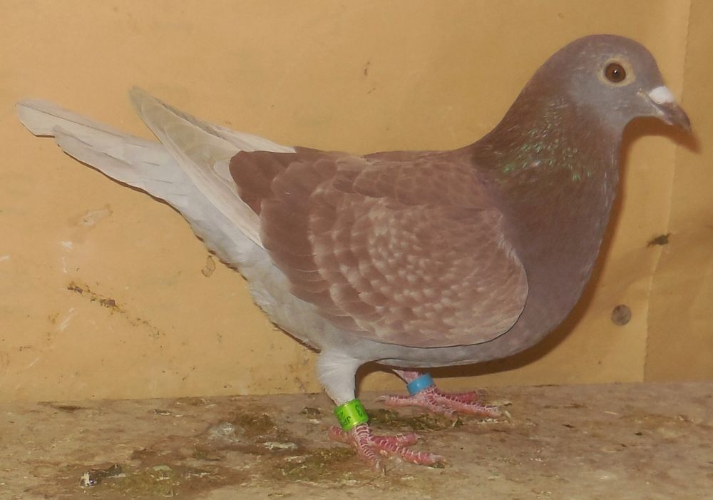 �X�[�p�[���[�Y���[�}�j�A�ߐe���[�}�j�A���b�h(���e�牮���i���ɍ�)�@���X�@�@�Ⴞ��܃��t�g