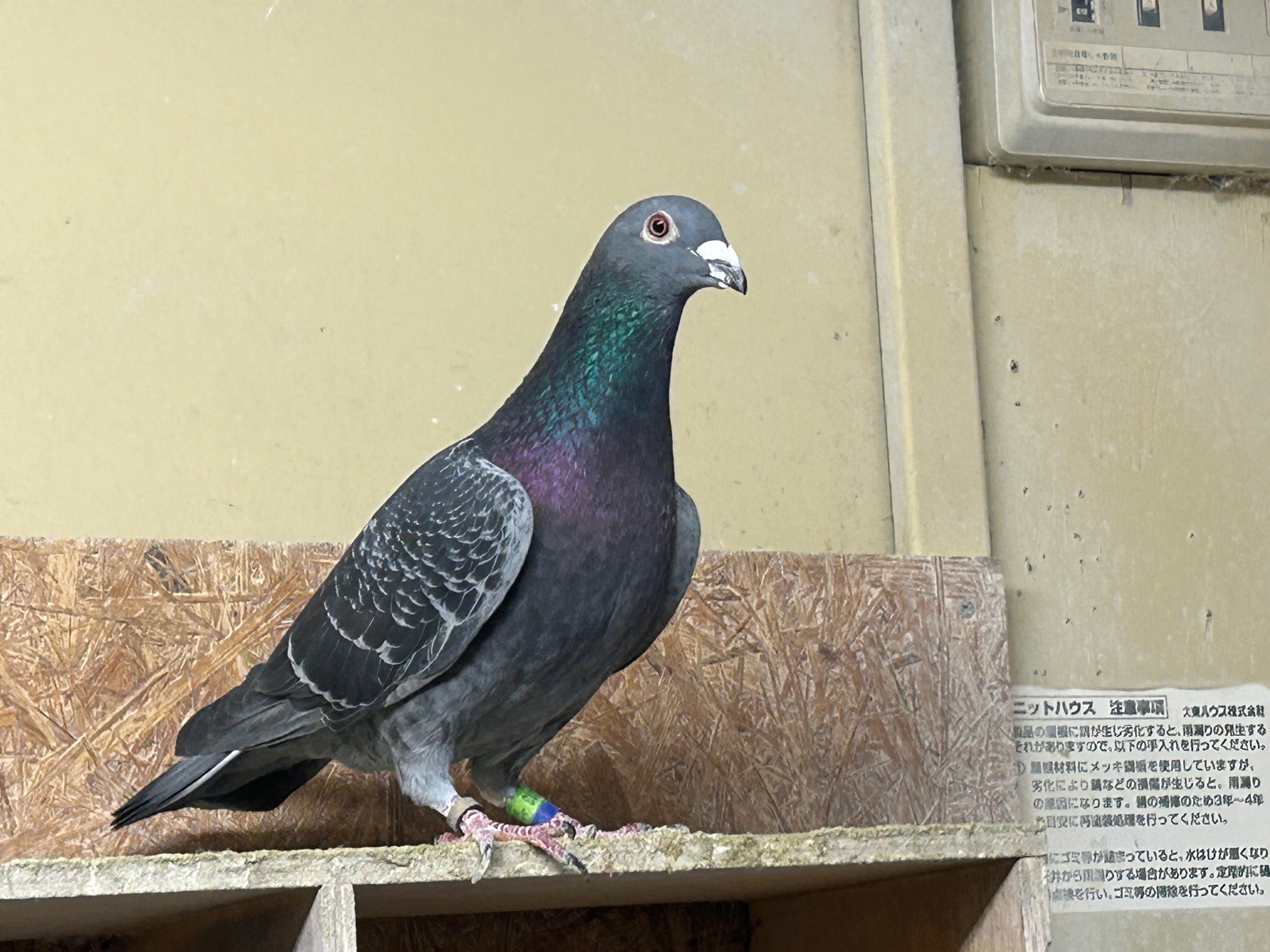 23-DA22213BC�Y�@3�N�A���S���{�D�G���Ɏ�v��́@�������Z���Z��z���ߐe�픵