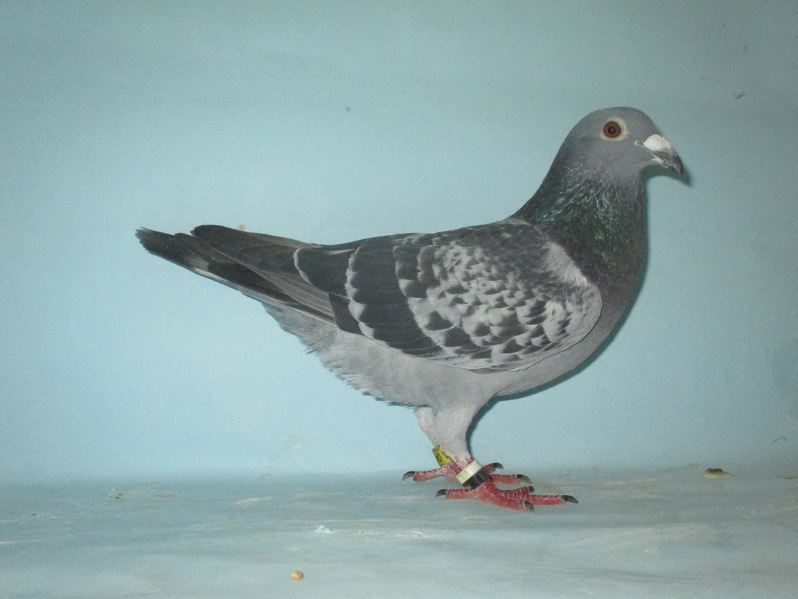 �i�n�q�h�r�@�A���W�F���g�������D���Q��{�����n���[�̖��~�^�[�{�E�}�W�b�N�̖�