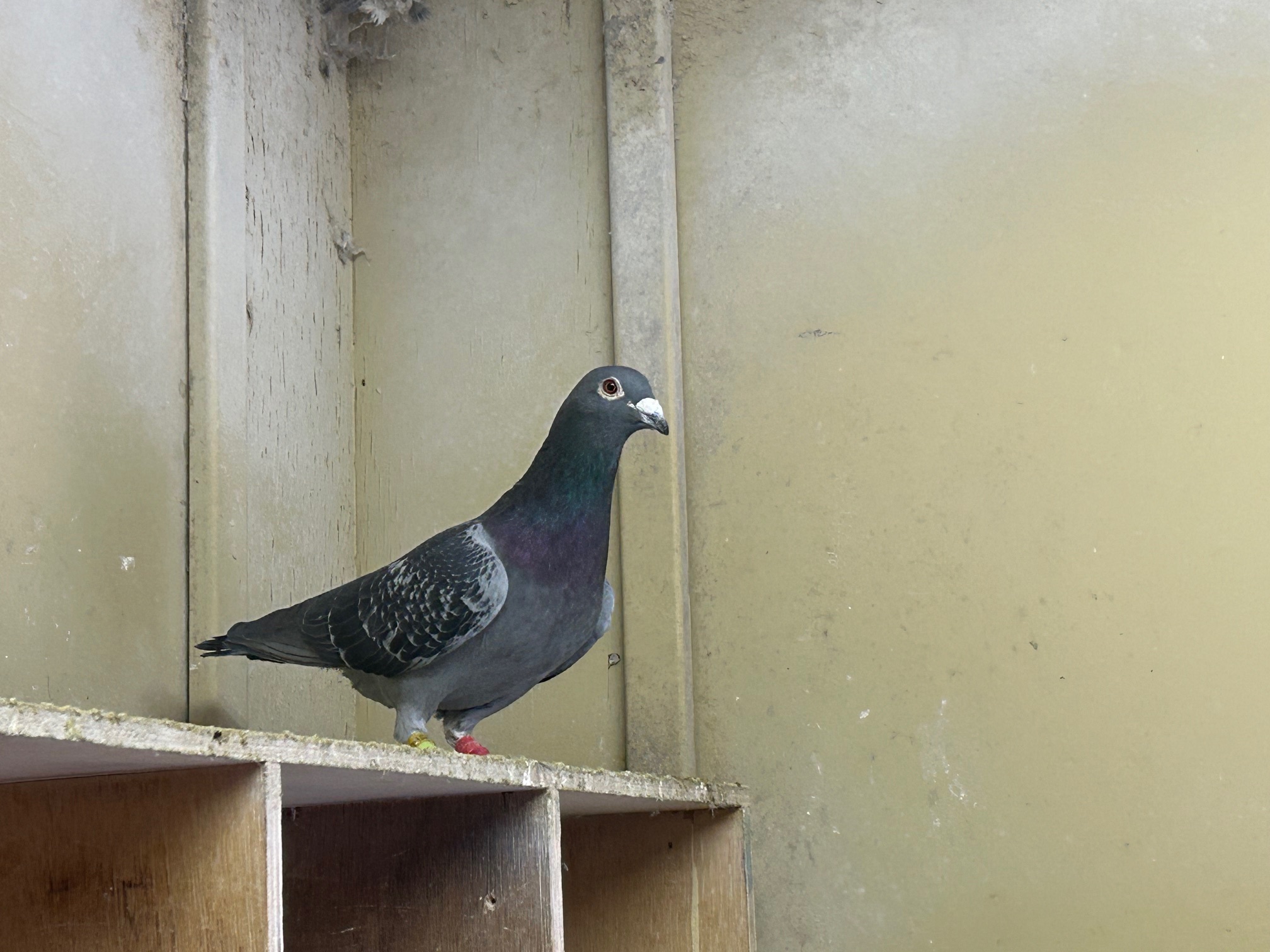 19-HL 1671BC�Y�@3�N�A���S���{�D�G���Ɏ�v��́@��E���C���[��