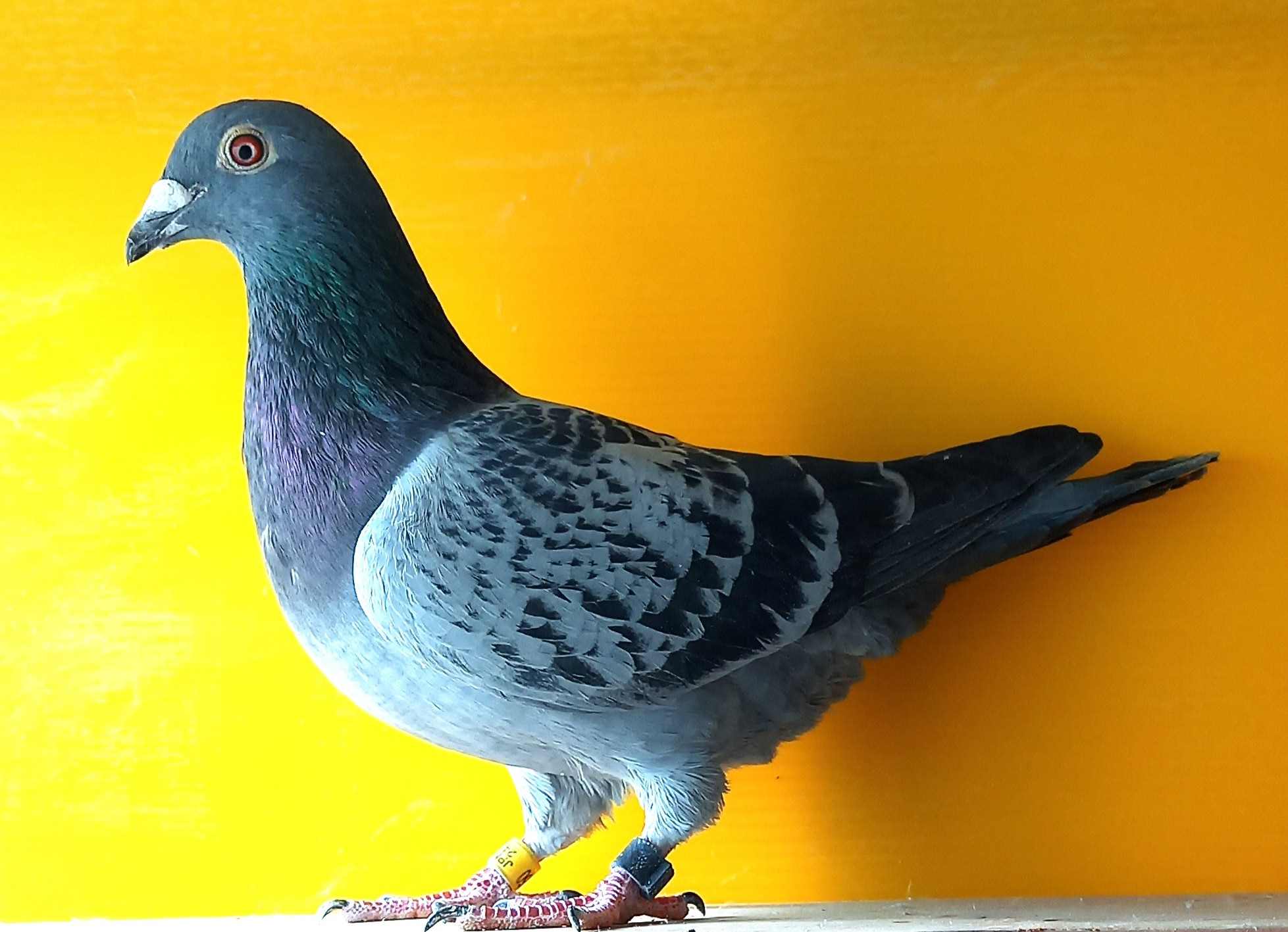 24FB-05650 BC ��