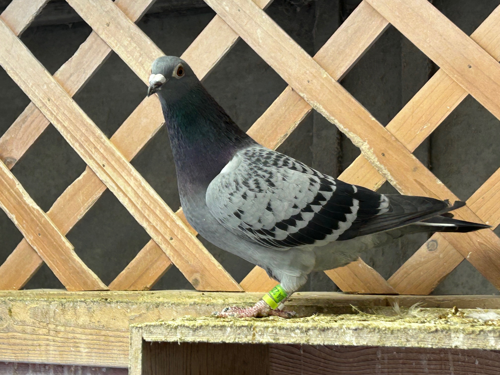 23-DA22223BC���@3�N�A���S���{�D�G���Ɏ�v��́@�S�Z��X�O�OK1�N�łR�H