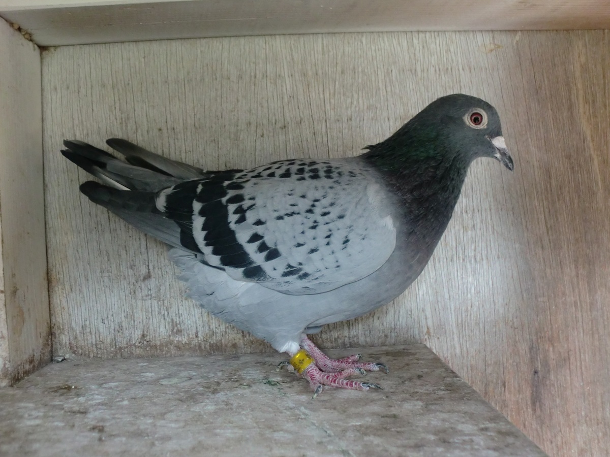 ����͂ɁI�@����900K���܁~�t���C�c�@�[���@19JB-03134�@BC�@���@�@�@�@