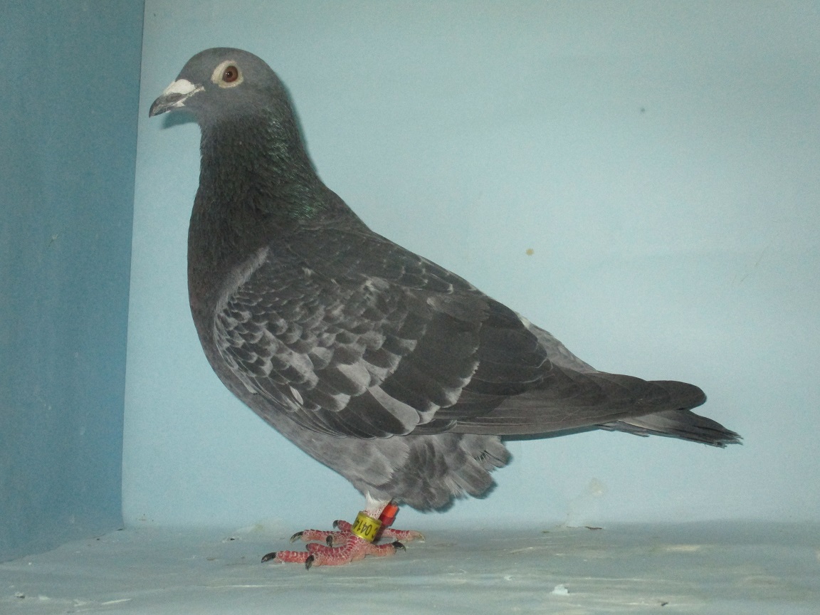 �s.�{���Q���X��P�O�O���C�G���}�n�~�e�D�Y�E�F���c��Y�����g�E�S�[�h�̑�