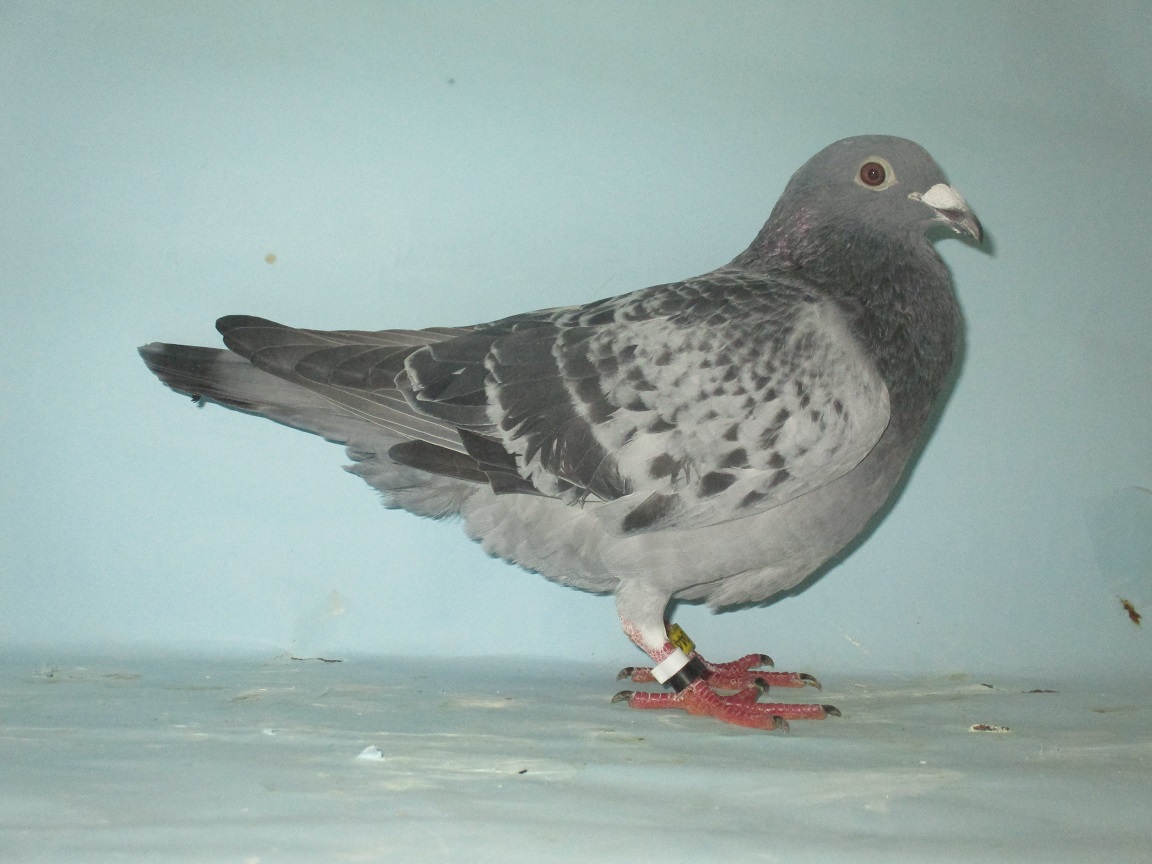 �i�n�q�h�r.�A���W�F���g�������D���Q��{�����n���[�̖��~�^�[�{�}�W�b�N�̖�