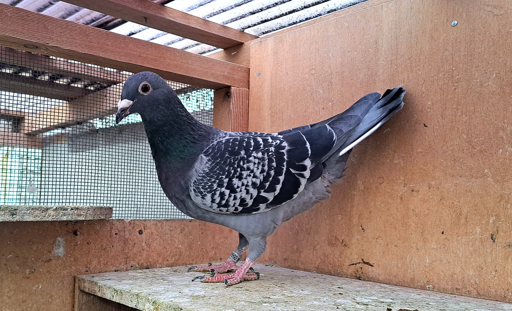 Pigeon Auction - 鳩生体