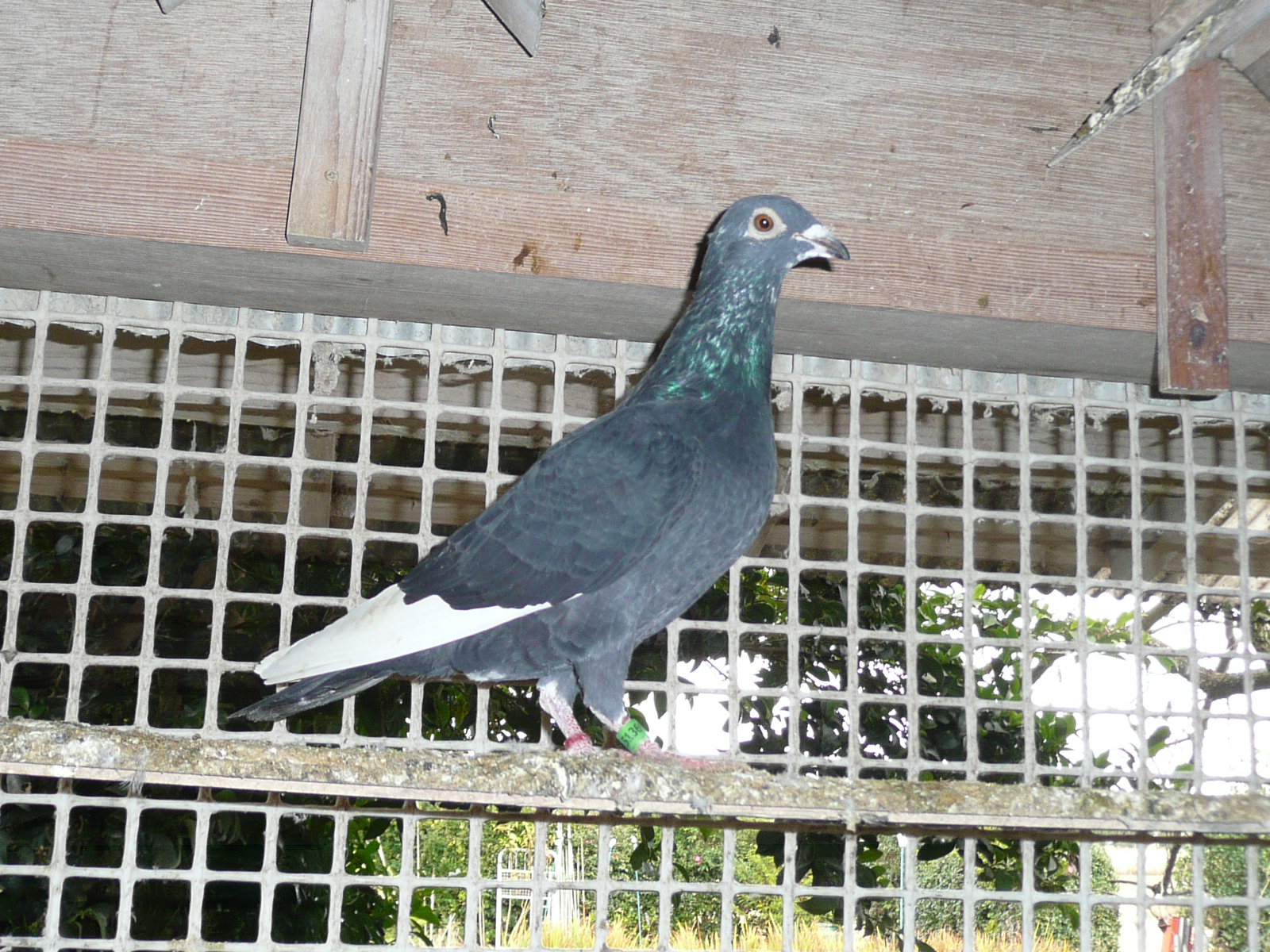 Pigeon Auction - 新着商品