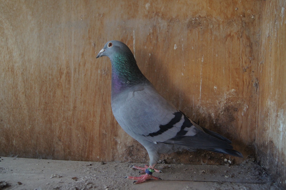 Pigeon Auction - 鳩生体