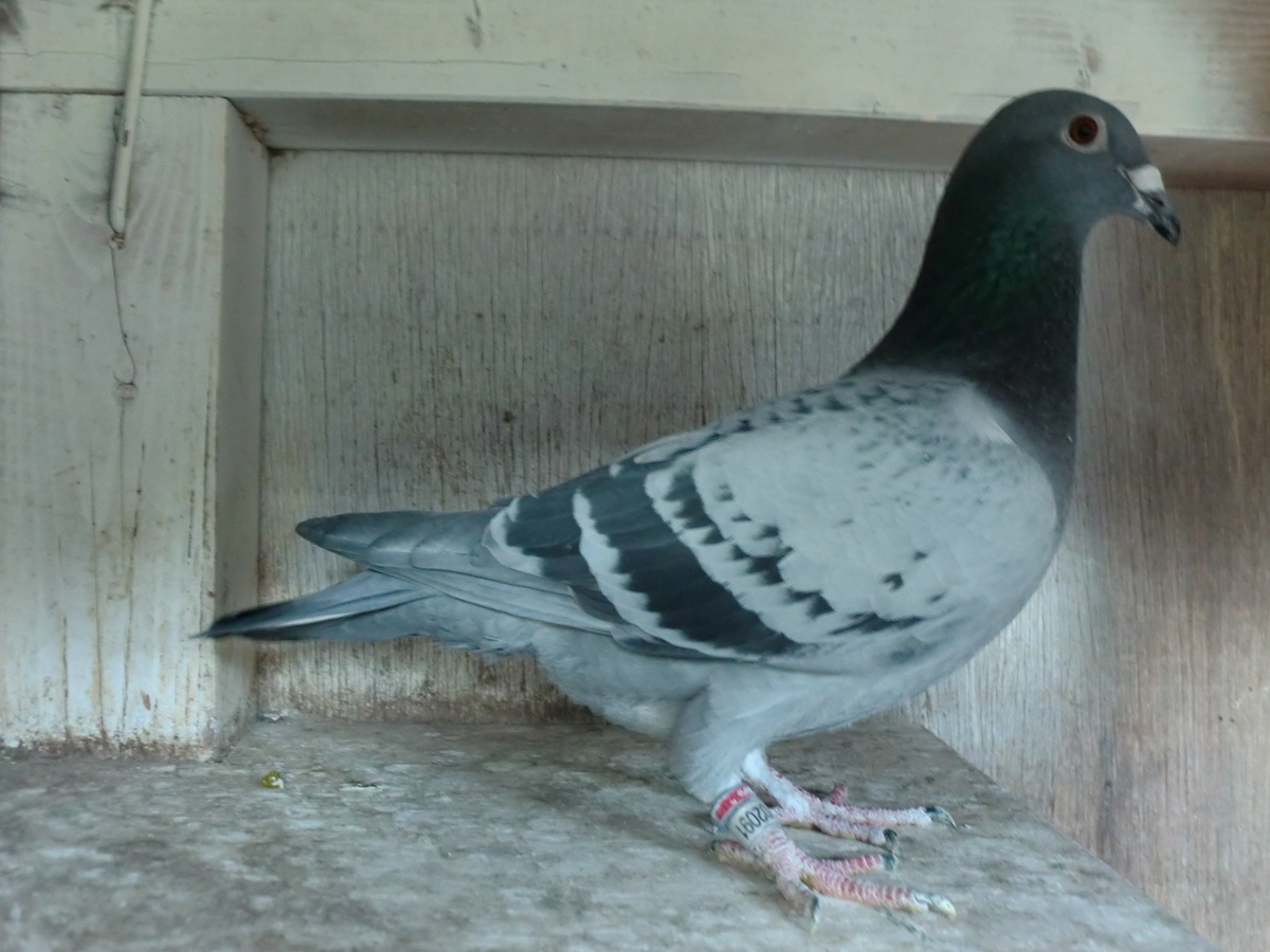 ����͂ɁI�@�t���D���~56�V�����e���[�n�@25HL-02091�@BC�@���@�@�@�@