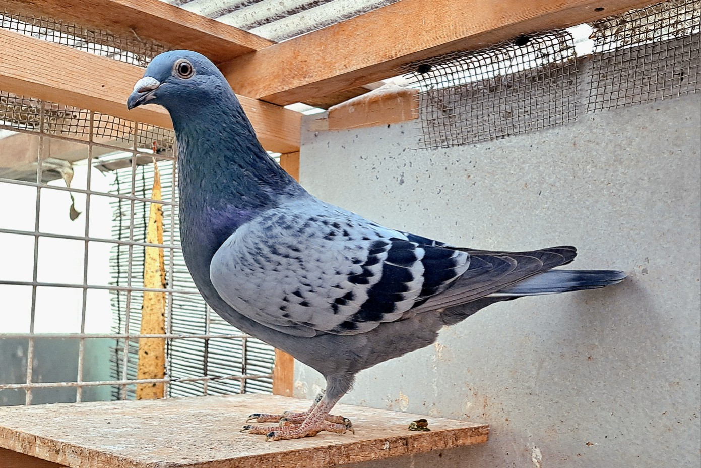 ��New�G���g���[���o���Z���i���܁~�����{�`�����s�I��������