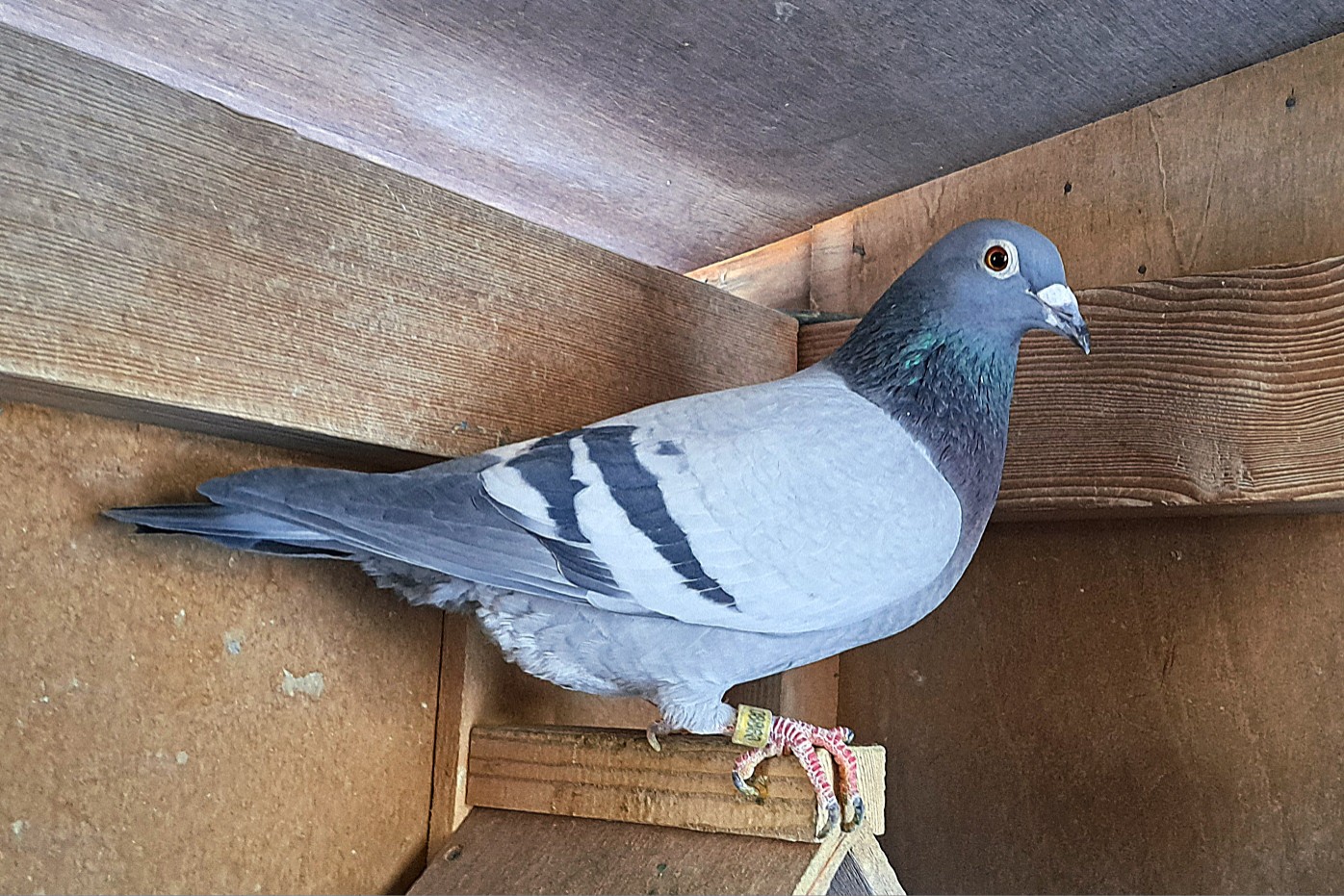 �����уn���|2�d�ߐe�~�X�C���b�N708kmNat10��