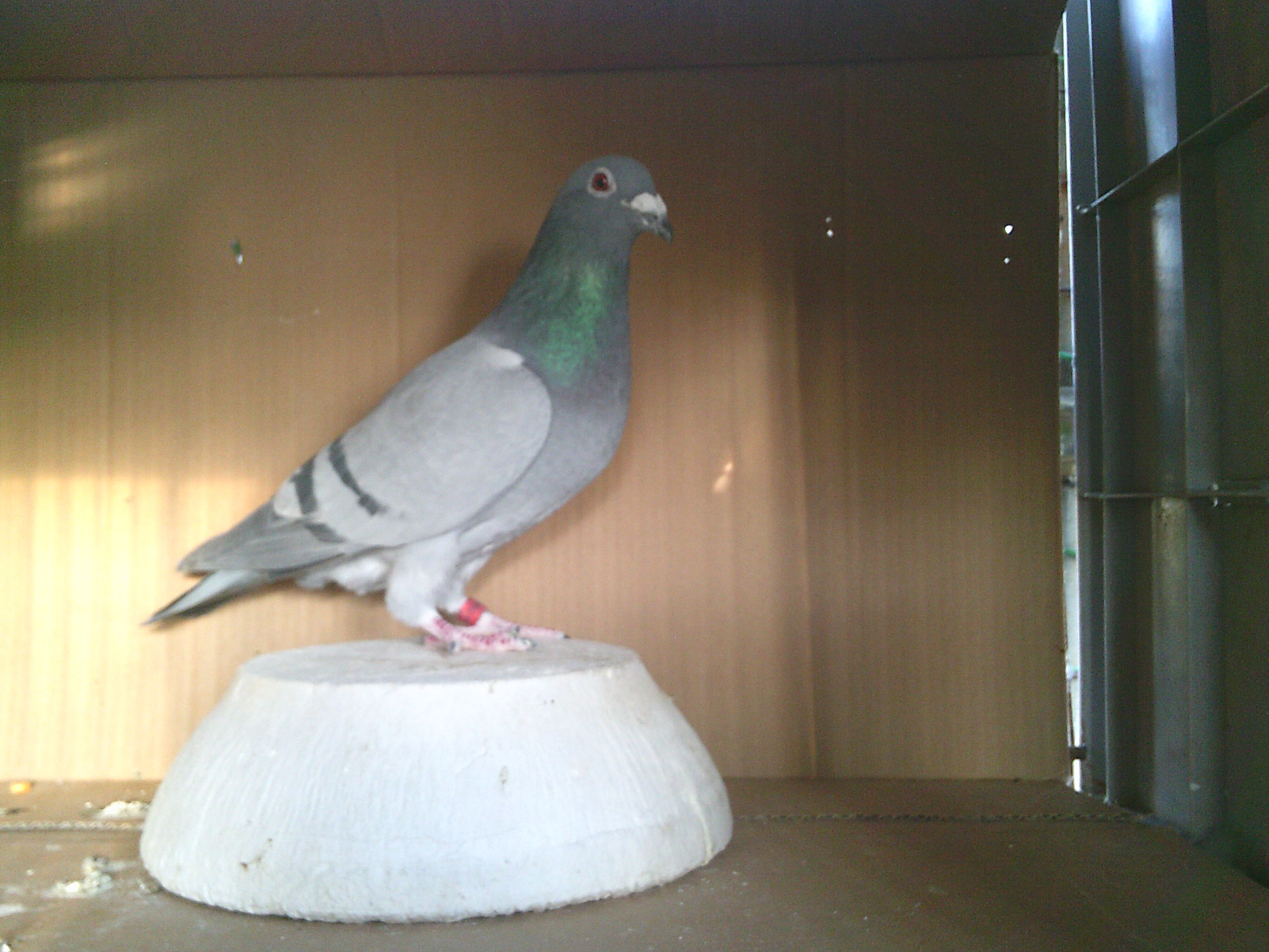 �P�V�g�k�O�R�X�X�P�@�a�@���X