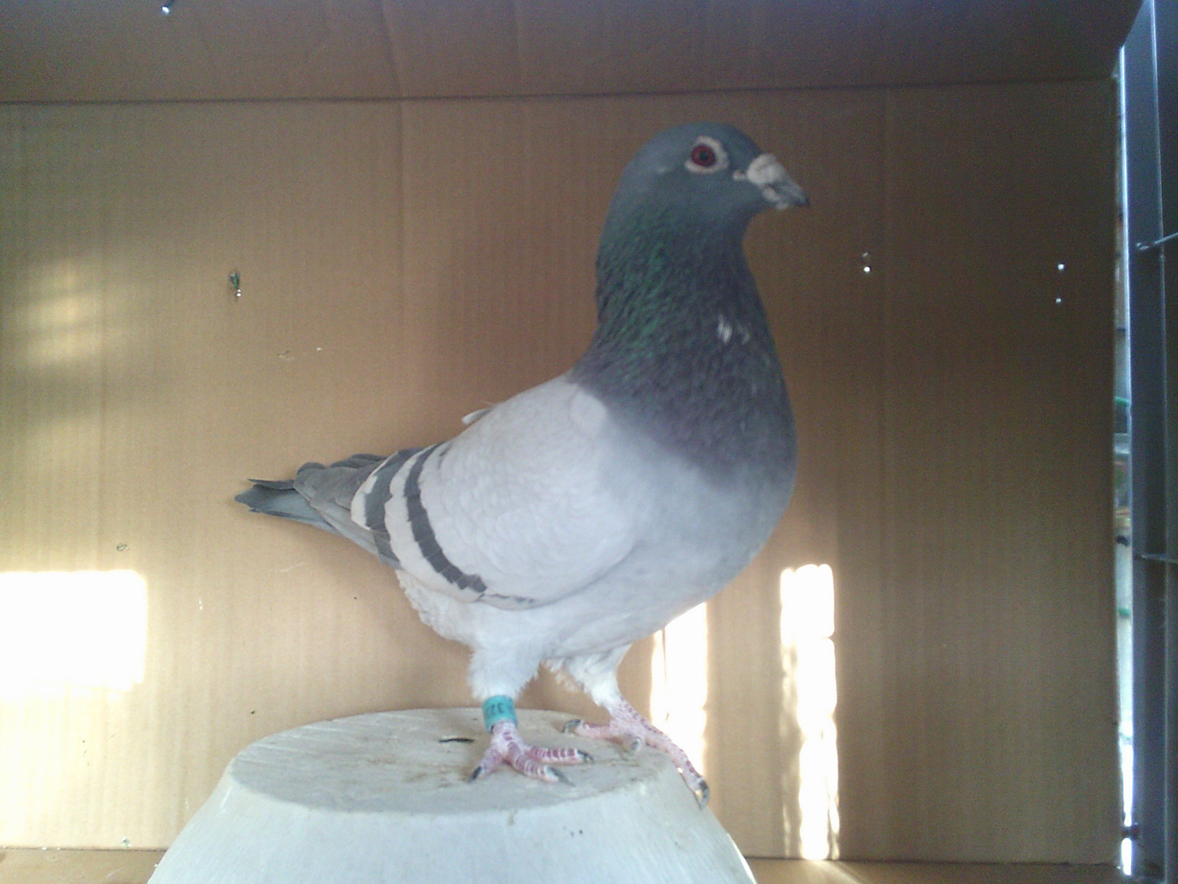 �P�S�c�`�R�Q�R�T�V�@�a�@�I�X�@15�N���܂�I�[���h��