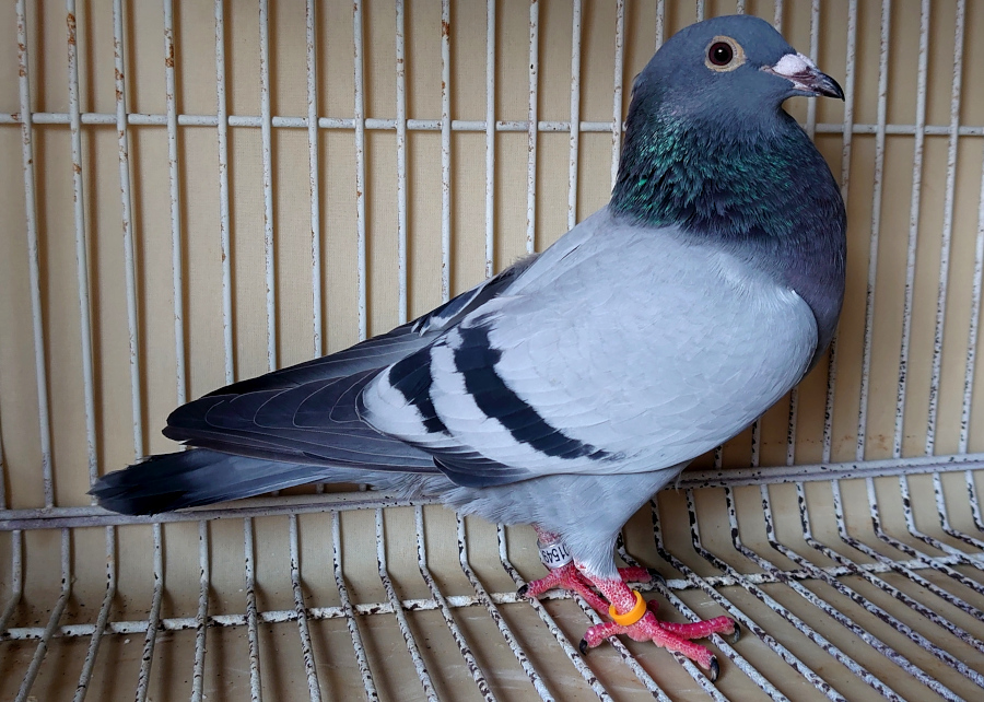 12-1 ���J�C�p�[�Z��n ���t�g���X�׌�