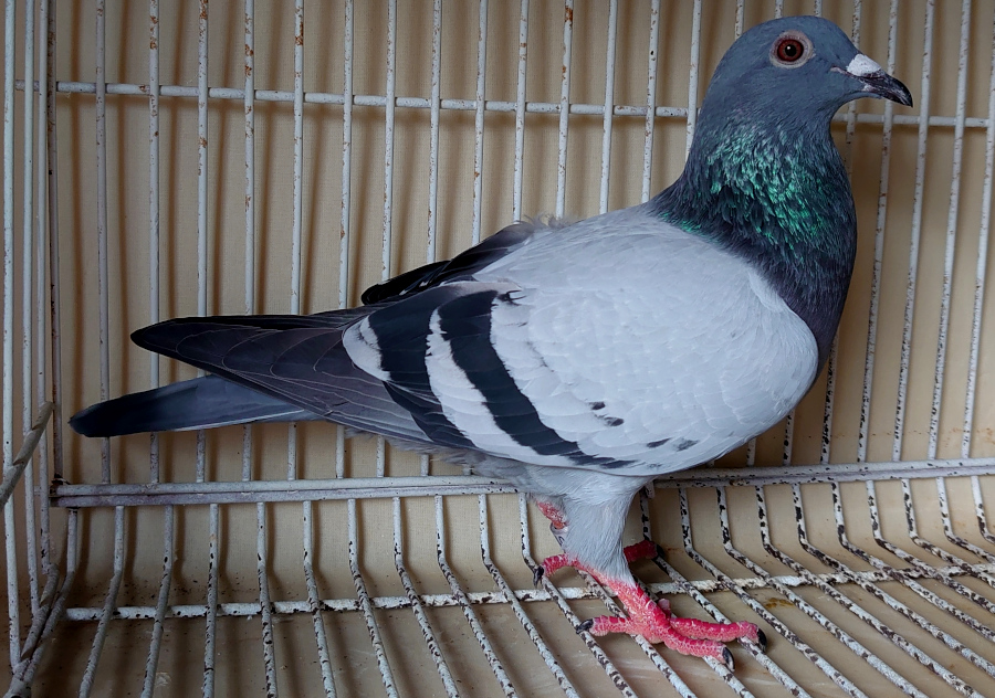 12-2 ���^�[���n(�u�b�`�M���{�[�C��)�~���J�C�p�[�Z��n ���t�g���X�׌�