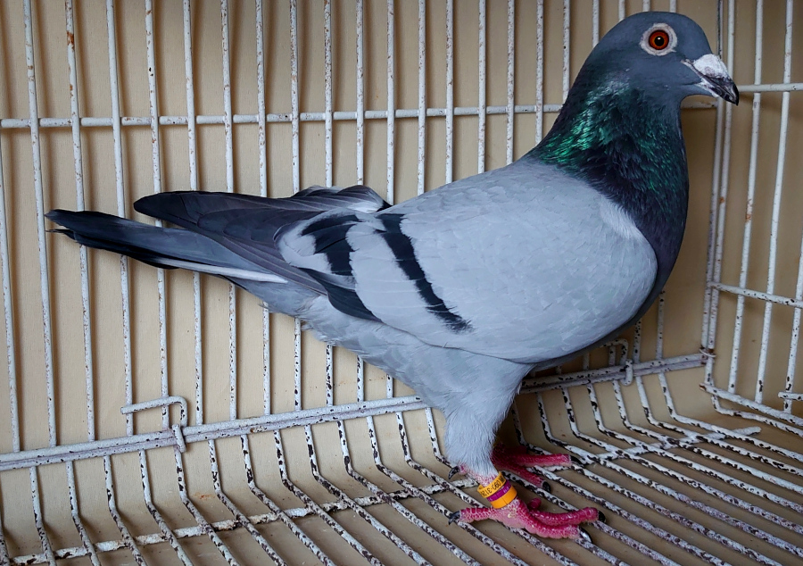 12-3 ���^�[���n(�X�[�p�[��)�~�l���j�V�r�n ���t�g���X�׌�