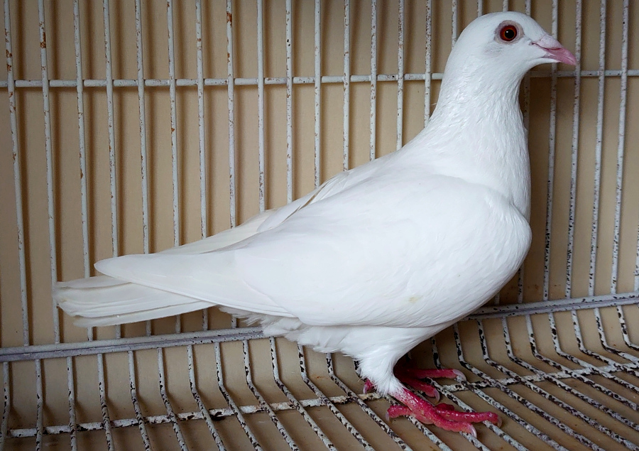 12-5 �z���C�g�n��ы� ���t�g���X�׌�