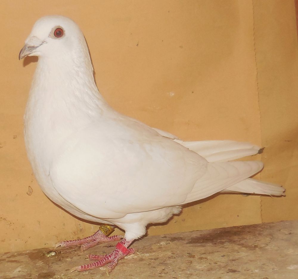 �M�d�ȃ��[�}�j�A�z���C�g�������n�@�@�@�@�Ⴞ��܃��t�g�@�@