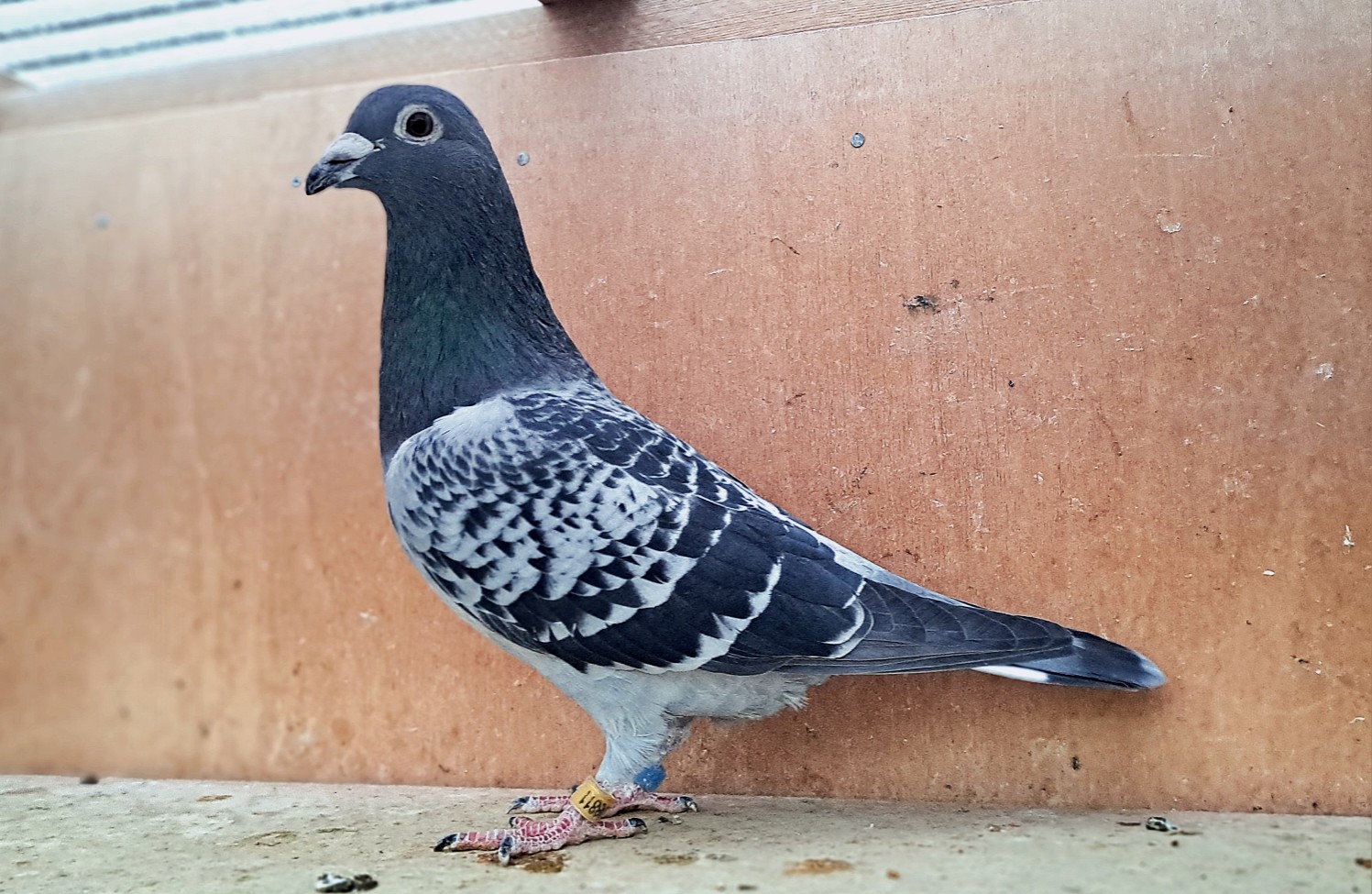 �������Ăы؃f�u�N���d�ߐe���ɏぉ��