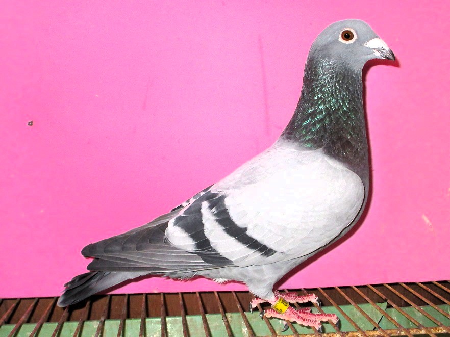 Pigeon Auction - グッティ号(バルセロナIN21169羽中61位、バルセロナ