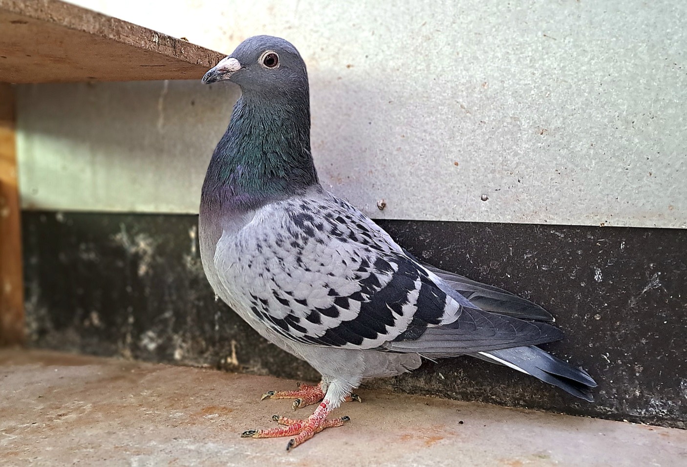 �������Ăыؔz�������΂ߔ���