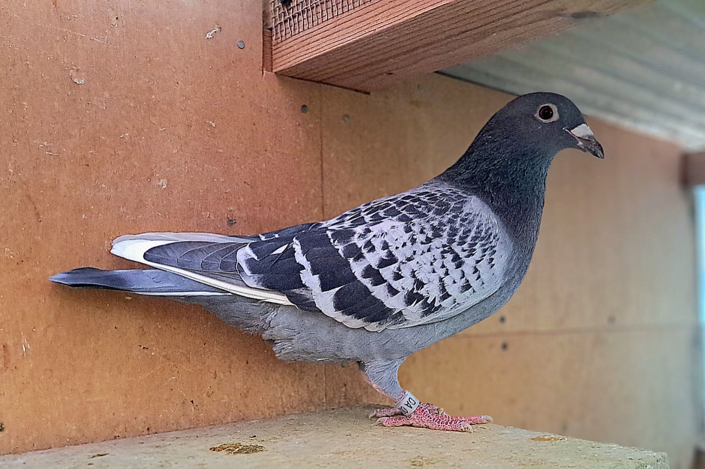 ���{���Ăы؁�